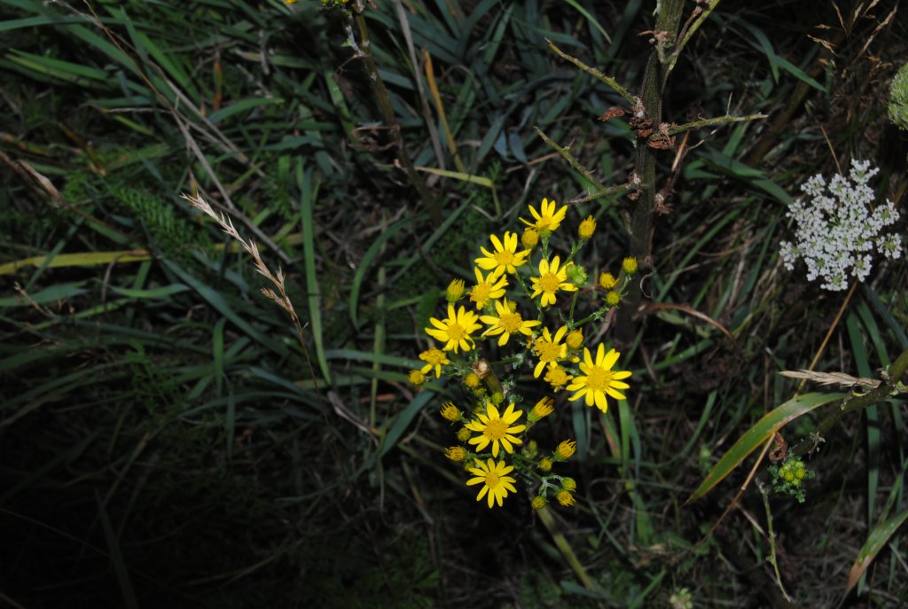 Gleine gelbe Blume auf der Wiese des Lehrters Bahnhof. Aufnahme von 13.08.2010.