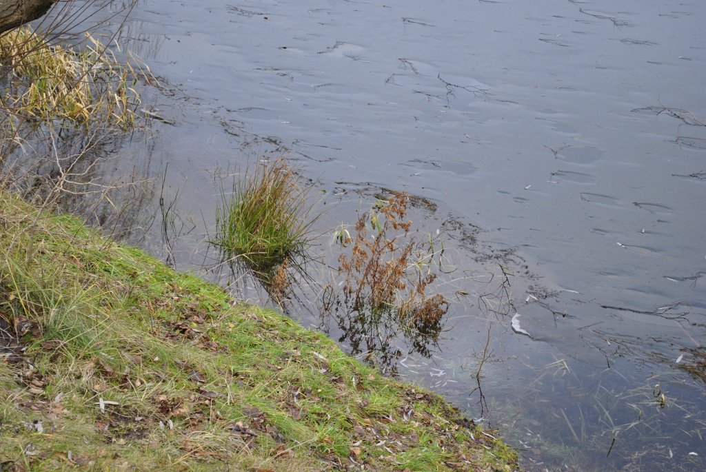 Gras, von aus den Blauen See in Lehrte ragt. Foto vom 18.01.2011.