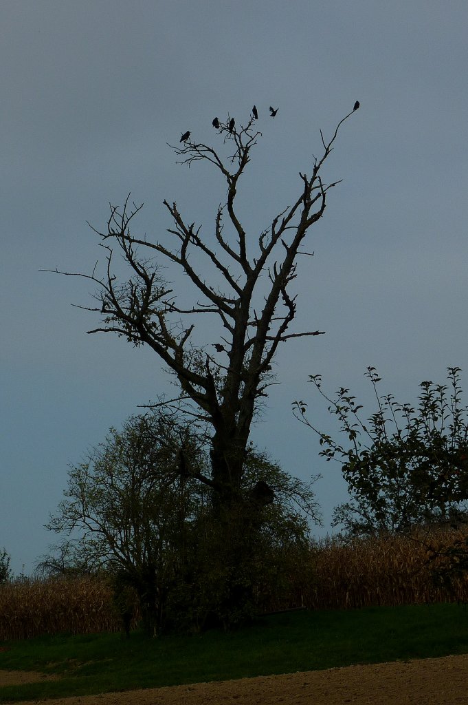 Grauer Himmel, kahle Bäume und Rabenvögel, auch das ist Herbst, Okt.2012