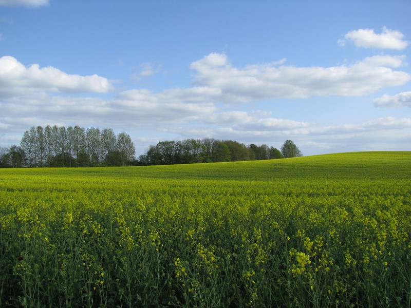 Grevesmhlen; Weg von Vielbeck nach Grenzhausen, immer am Kiebitzmoor entlang. Eine herliche Landschaft. Grevesmhlen [04.05.2010]