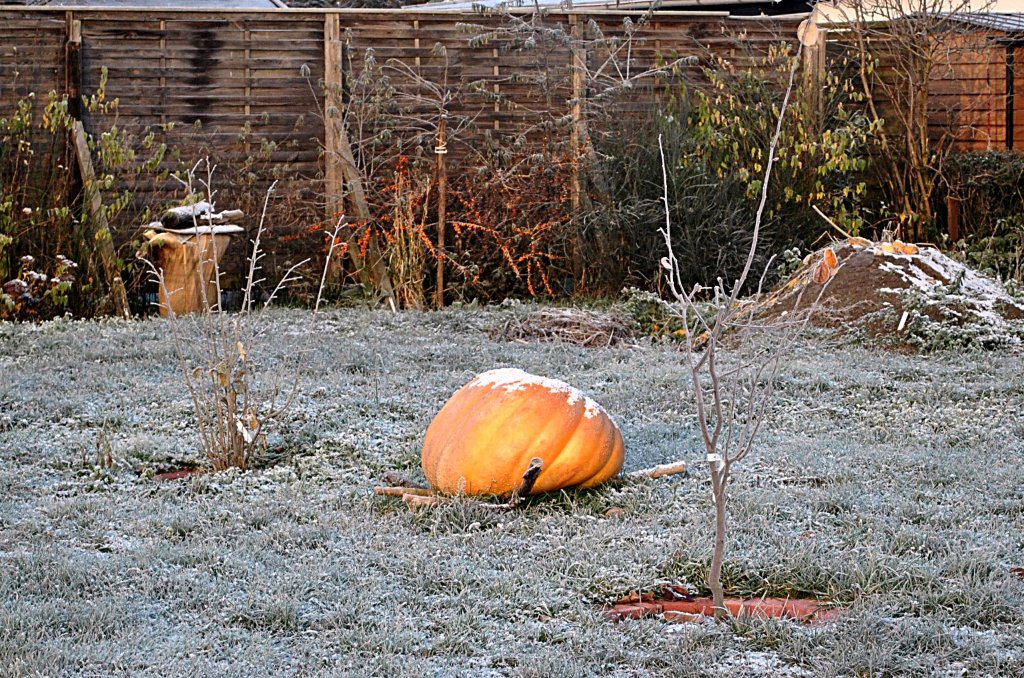 Groer Krbis, in einen Garten in Lehrte. Foto vom 28.11.10.