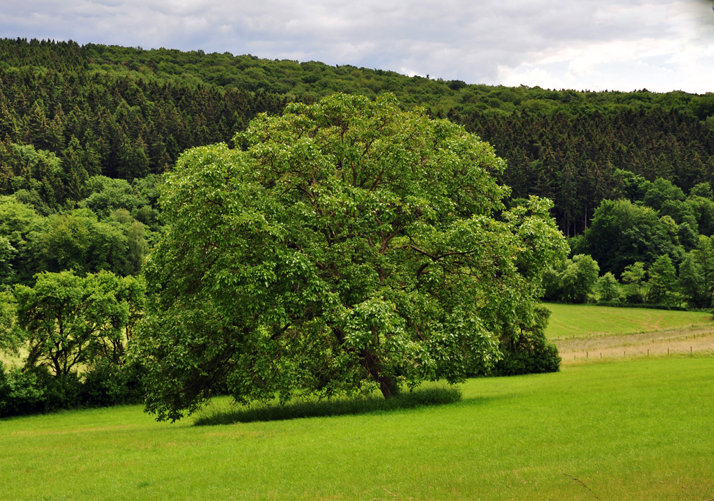 Groer Kugelbaum an der Steinbachtalsperre - 10.06.2012