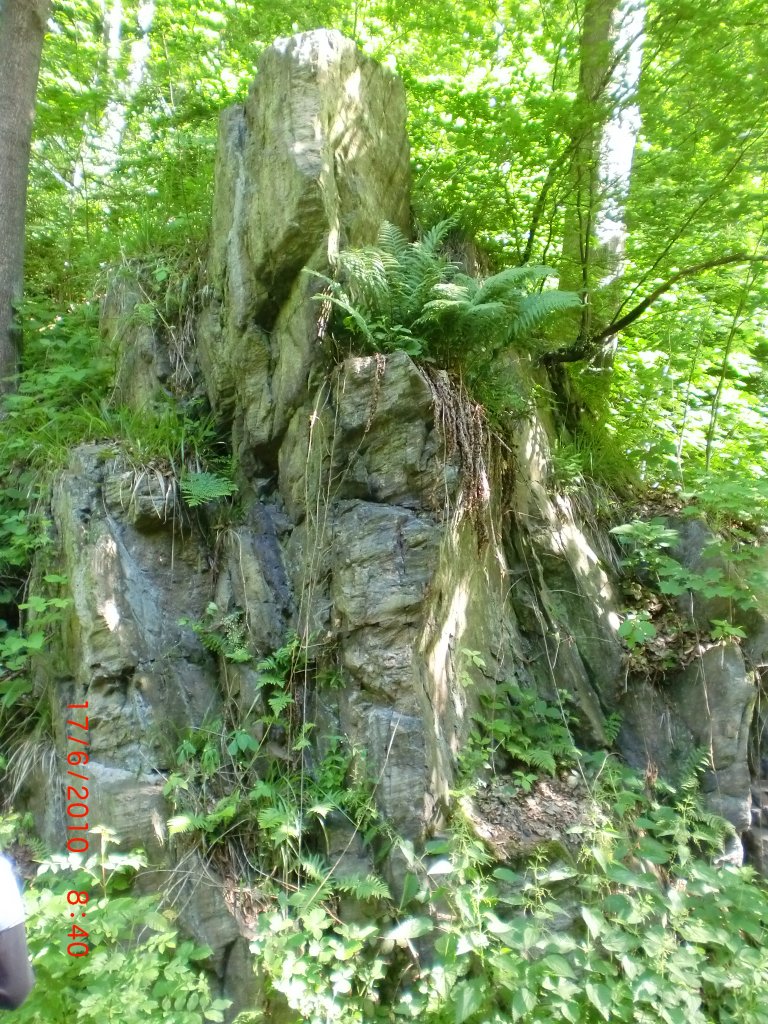 Grn berwachsener Felsen im Rabenauer Grund am 17.6.10