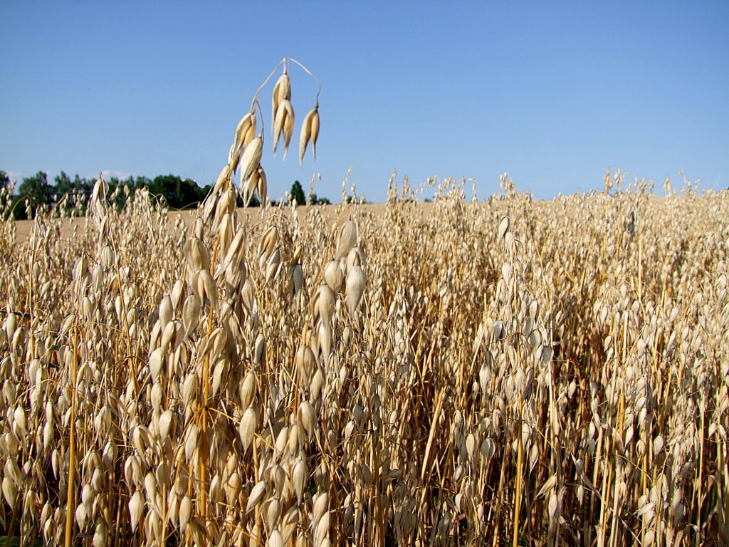 Hafer(Avena sativa) ist bereit fr die Ernte;100810