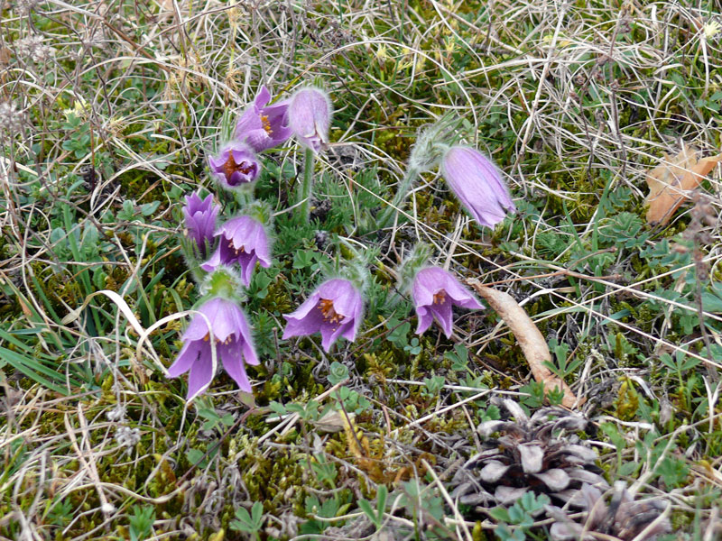 Hahnenfugewchs Gewhnliche Kuhschelle / auch Kchenschelle genannt (Pulsatilla vulgaris, Syn.: Anemone pulsatilla L.), an einem Hang in Pottenstein (Frnkische Schweiz); 05.04.2010
