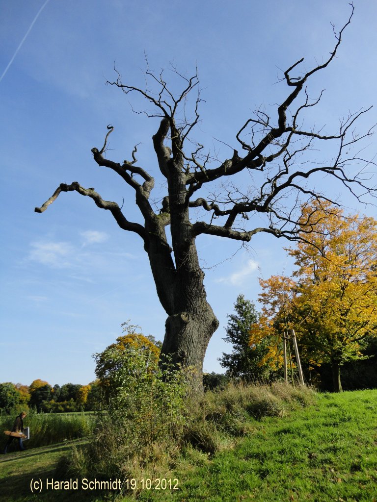 Hamburg am 19.10.2012: abgestorbener Baum im Jenischpark
