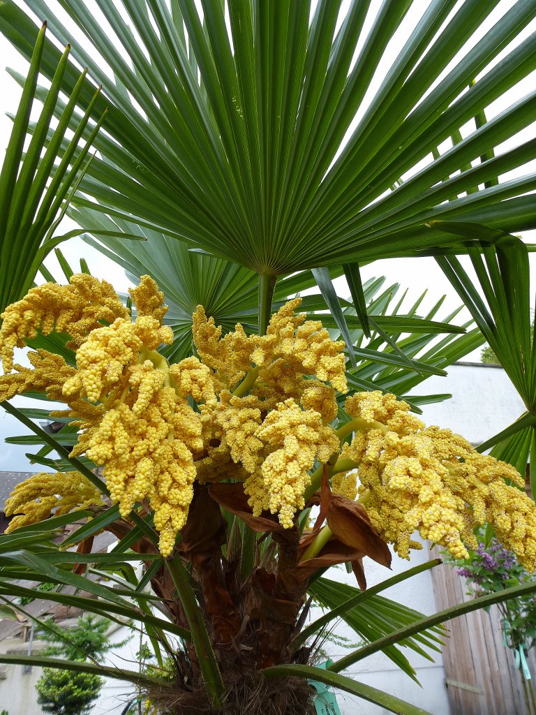 Hanfpalme, mit aufflligem Bltenstand, gehrt zu den kltevertrglichen Palmenarten und wird deshalb in unseren Breiten als Zierbaum genutzt, Mai 2013