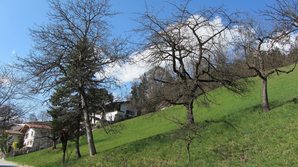 Hang mit Obstbumen bei Brixlegg am 1.4.2012.