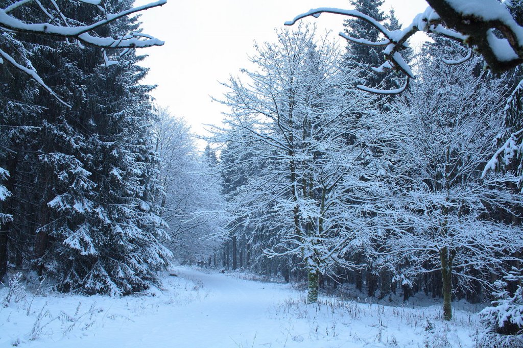 Harz im Schnee; unterwegs am Vormittag des 02.12.2012 zwischen Braunlage und den Hahnenkleeklippen...