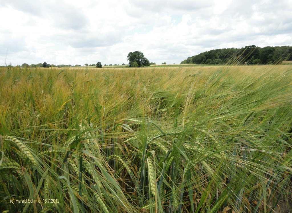 Havighorst bei Hamburg am 16.7.2012: reifendes Getreide in der Feldmark