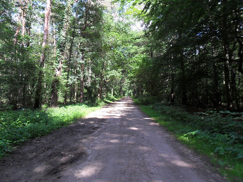 Heide in Halle (Saale) am 12.08.2012.