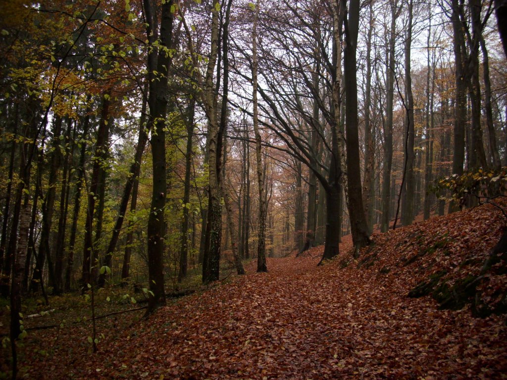 Herbst 2009 auf Rgen.Aufgenommen im Rugardwald bei Bergen/Rgen.