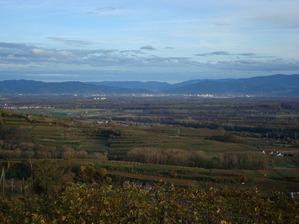 Herbst im Kaiserstuhl, Blick vom Lenzenberg, im Hintergrund Freiburg und der Schwarzwald, Okt.2010