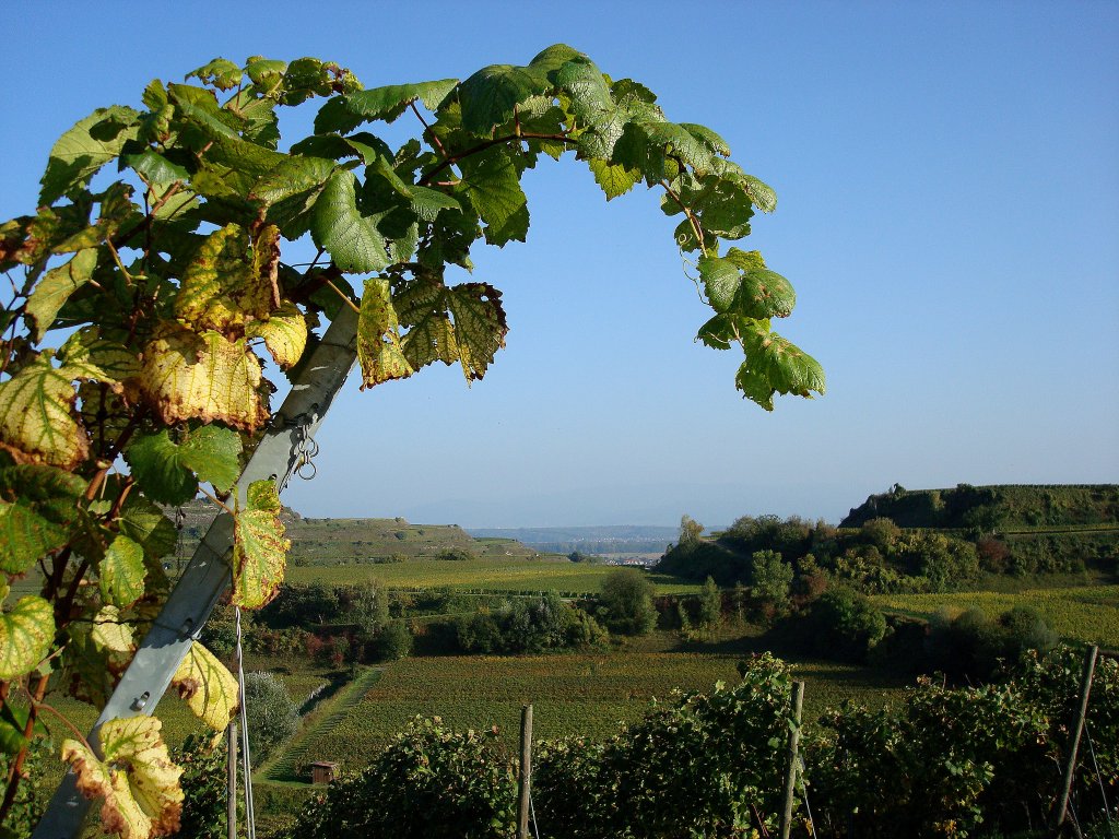 Herbst im Kaiserstuhl,
Blick vom Blankenhornsberg Richtung Ihringen,
Okt.2010