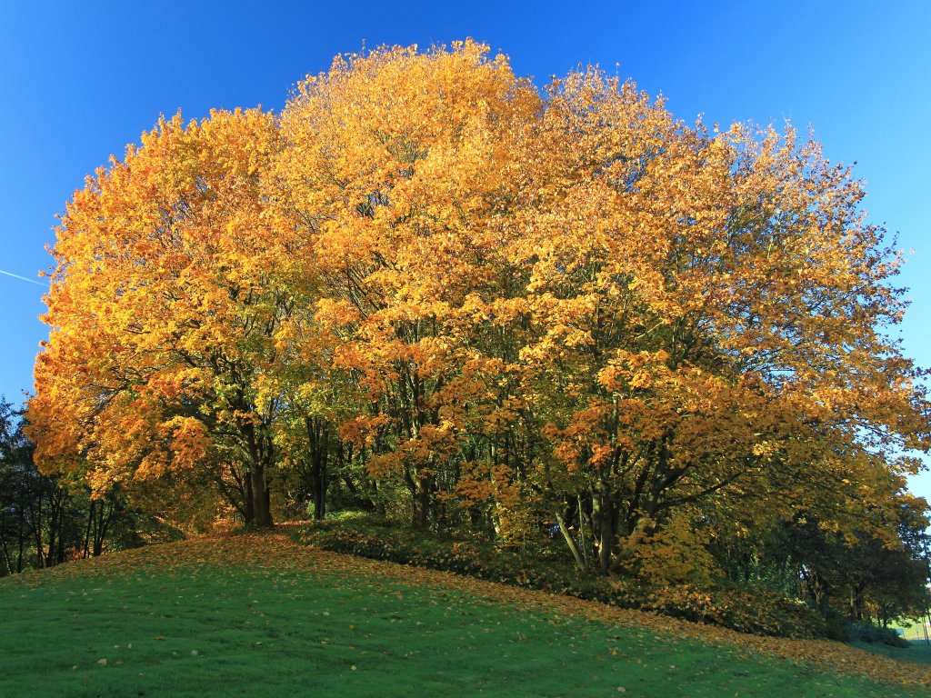 Herbst von seiner schnsten Seite, gesehen am 31.10.2011 in Aachen.