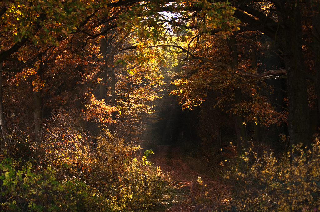 Herbst-Waldlichtung im Eifelwald bei Eu-Billig - 09.11.2011