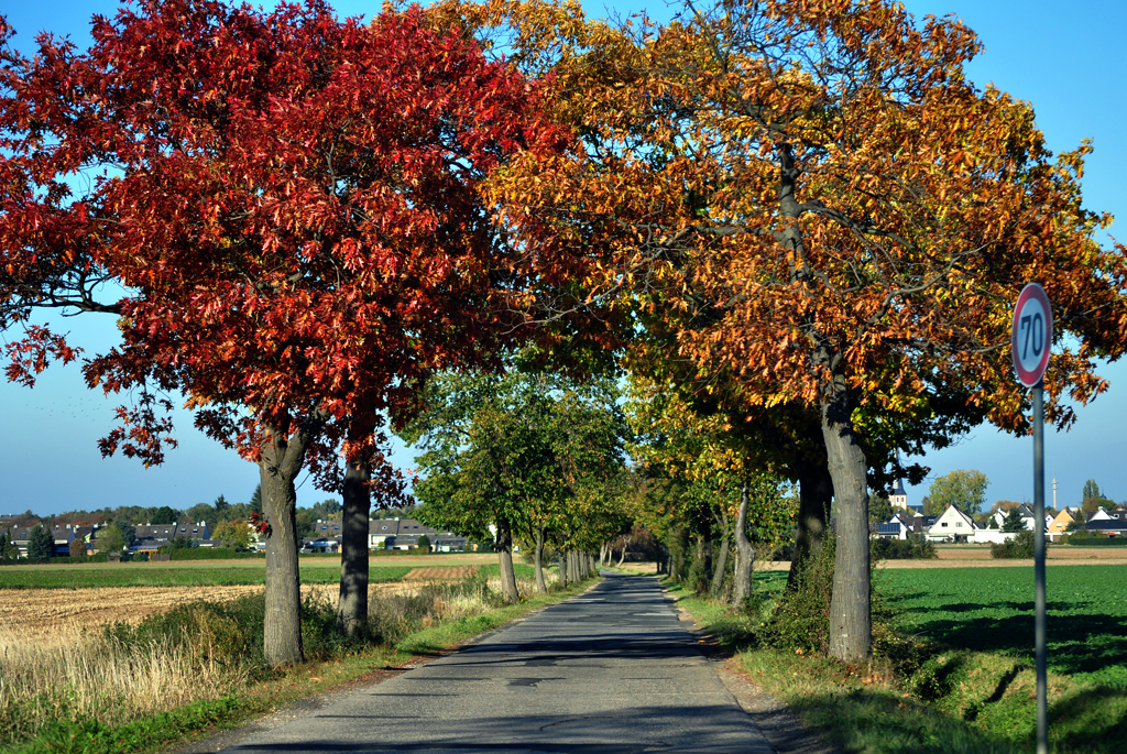 Herbstalle-Bume bei Euskirchen - 22.10.2011