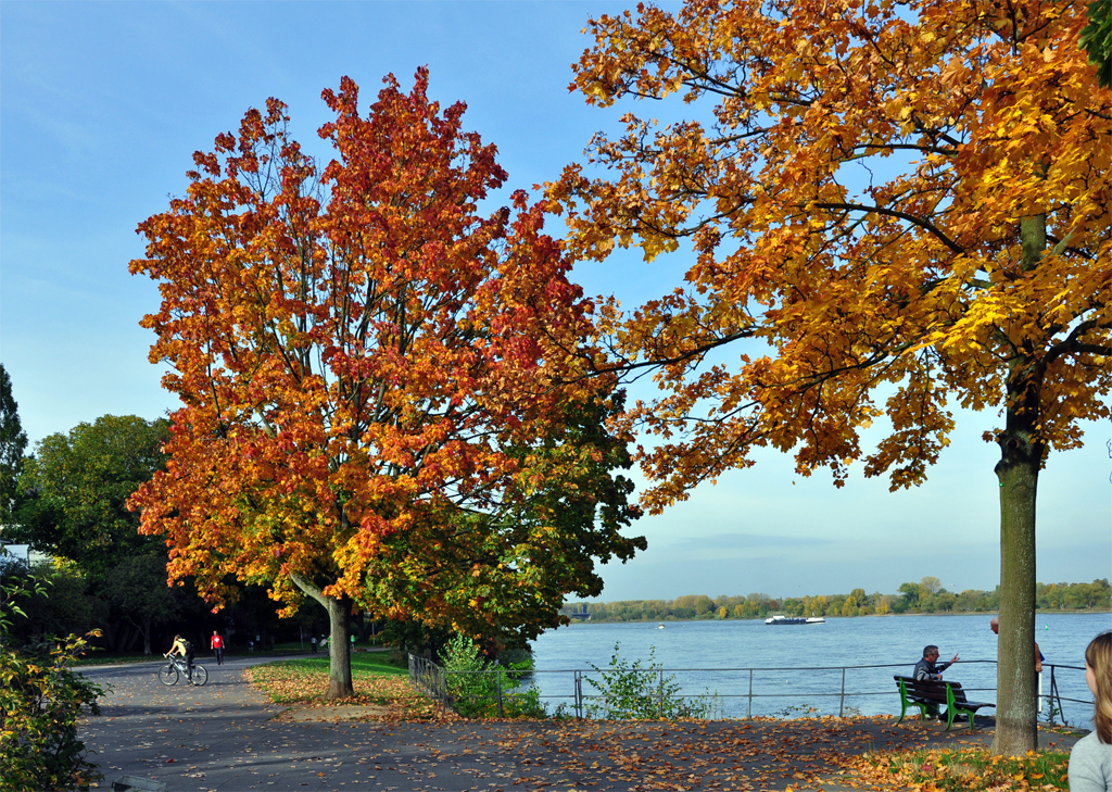 Herbstbume am Rheinufer in Bonn - 20.10.2012