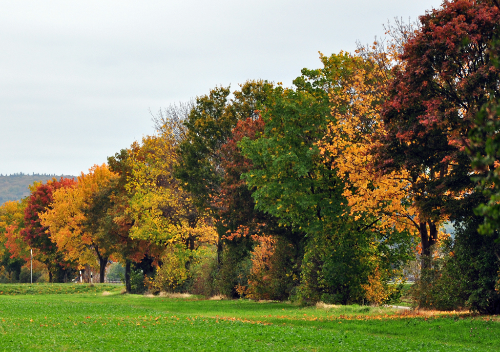 Herbstbume in der Voreifel bei Flamersheim - 17.10.2012