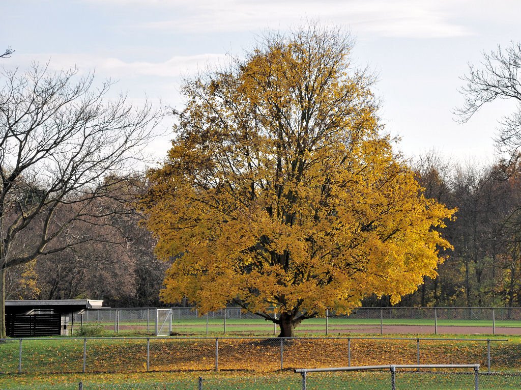 Herbstbaum in der Rheinaue-Bonn, noch mit Blättern, 13.11.2009