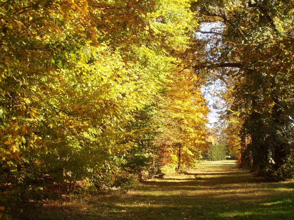 Herbstidylle im Schlopark Moritzburg , am 20.10.2012