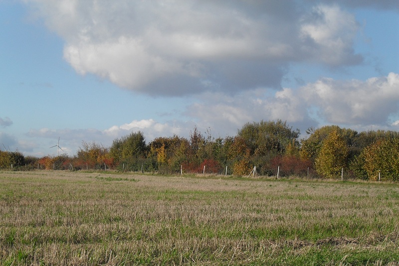 Herbstliche Bsche (Stadt Wettin-Lbejn, Oktober 2010).