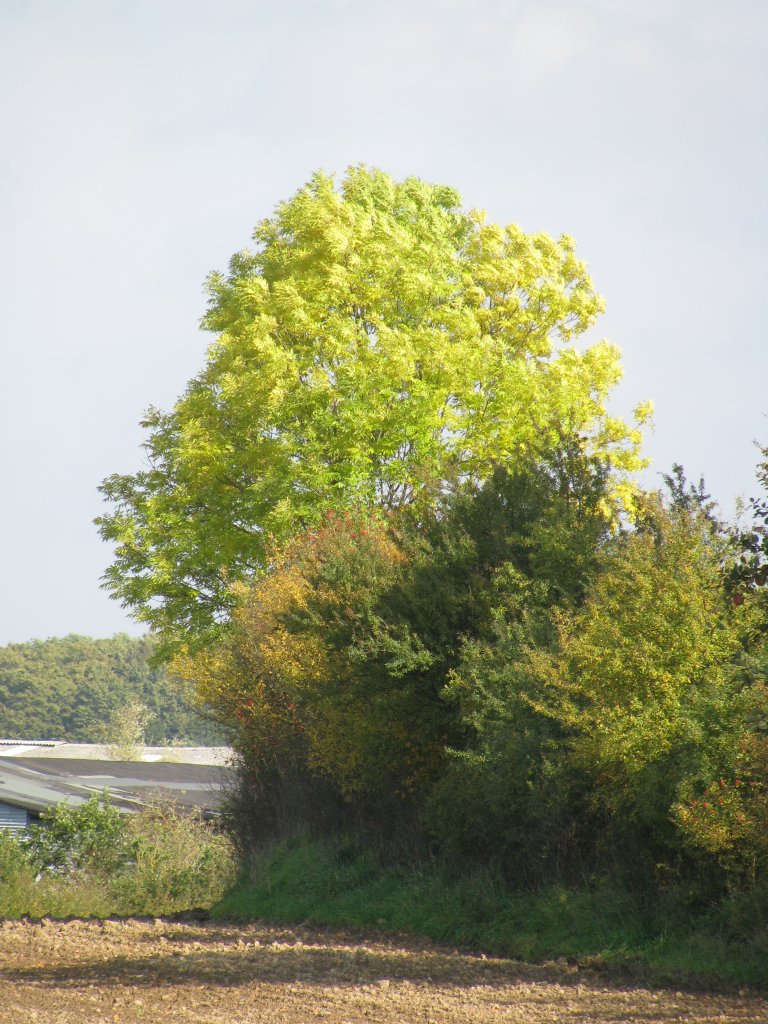 herbstliche Landschaft an der Kreisstrae K 17 bei Strohkirchen (NWM) [10.10.2008](5034) 