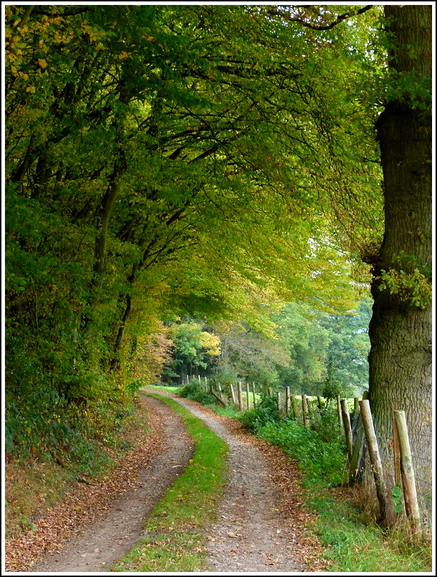 Herbstlicher Wald in Erpeldange/Ettelbrck. 17.10.2011 (Jeanny)