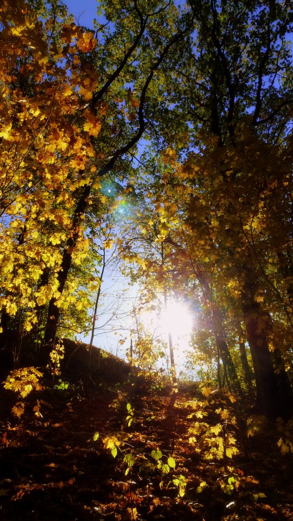 Herbststimmung im Wald in der nhe von Zeulenroda. Foto 19.10.2012