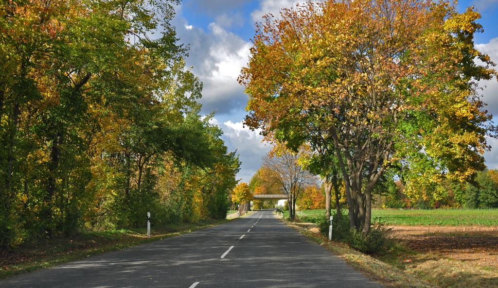 Herbststrasse in der Nhe von Zlpich - 24.10.2010