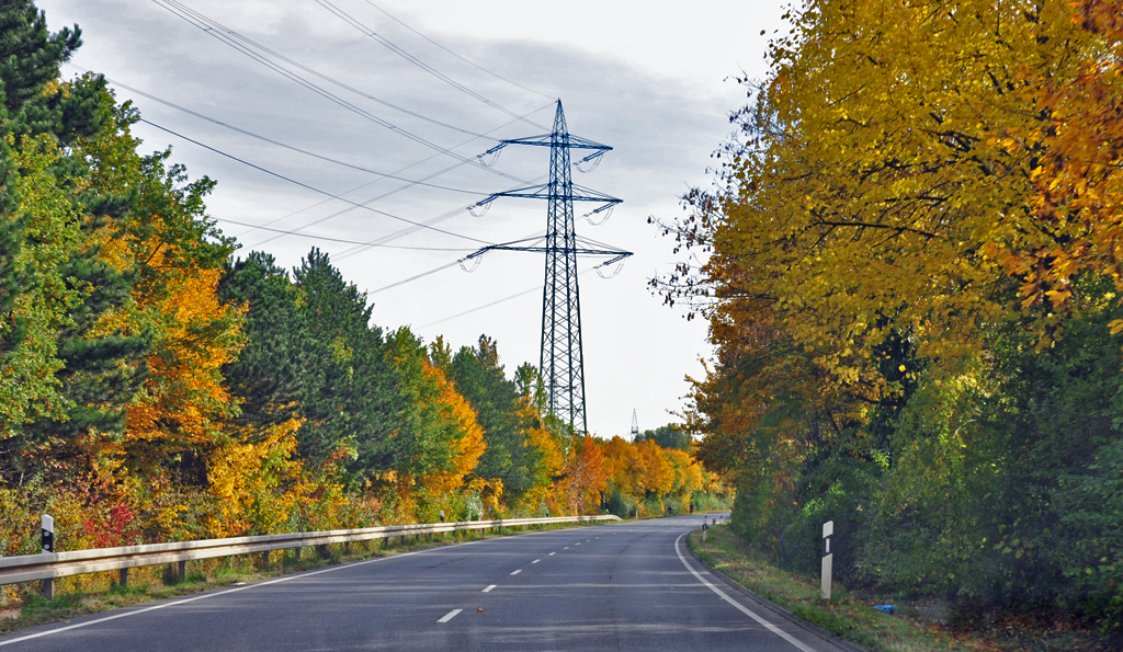 Herbstwald / -strasse bei Hrth - 29.10.2010