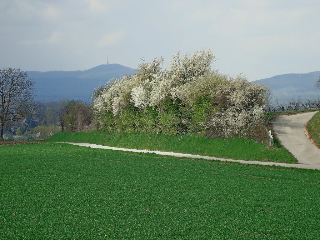 herrlich blhende und duftende Schlehenhecke in der Rheinebene, im Hintergrund der Kaiserstuhl, Mrz 2011