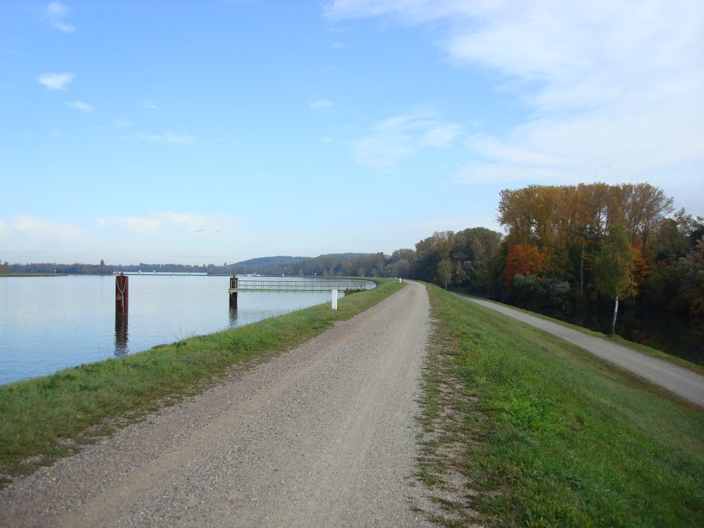 herrlicher Radweg auf dem Rheindamm
bei Burkheim am Kaiserstuhl,
Okt.2008