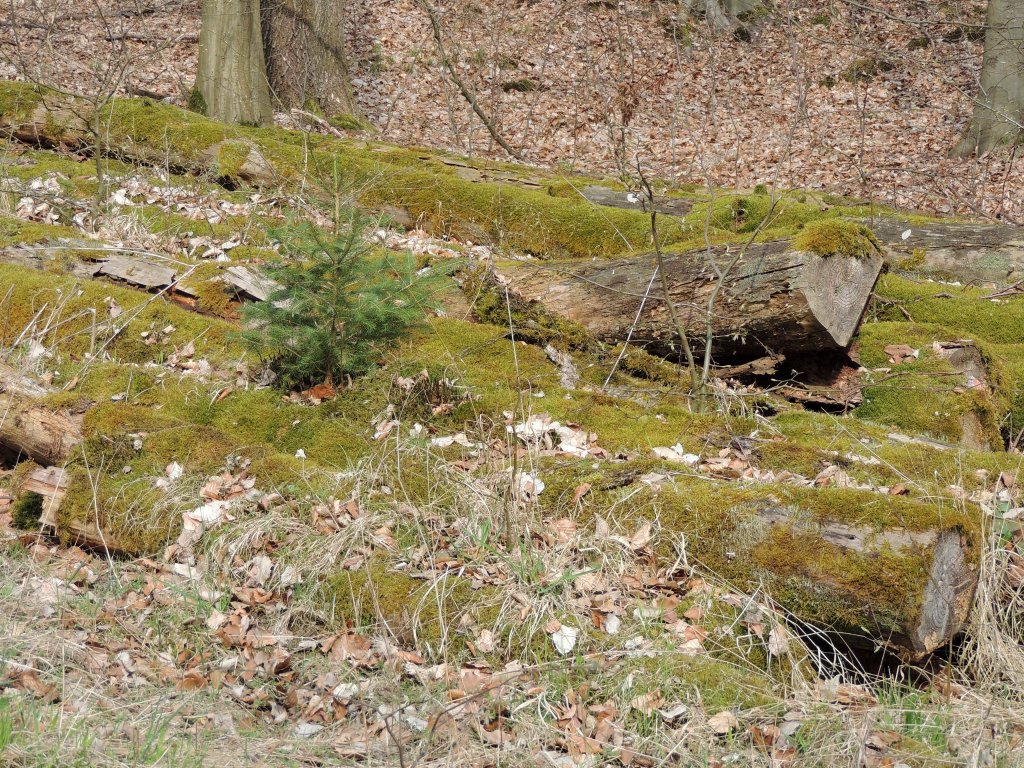 Heute entdeckt im Kaufunger Wald:Aus moosbewachsenen alten Baumstmmen wchst dieses niedliche Bumchen heraus (21.4.2013).