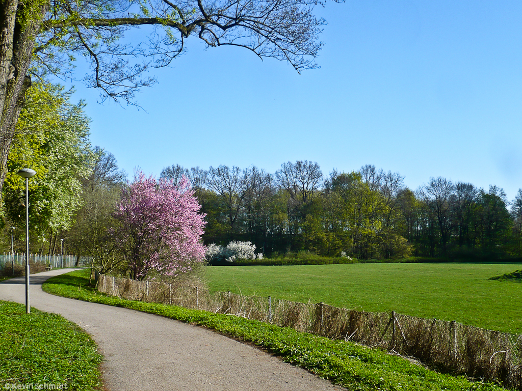 Hier konnte ich den Frhling in all seiner Schnheit nahe der Frther Westvorstadt fotografisch festhalten. (09.04.2011)