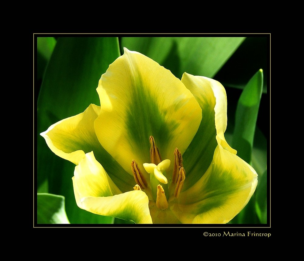 Hollndische Tulpe - Keukenhof, Niederlande