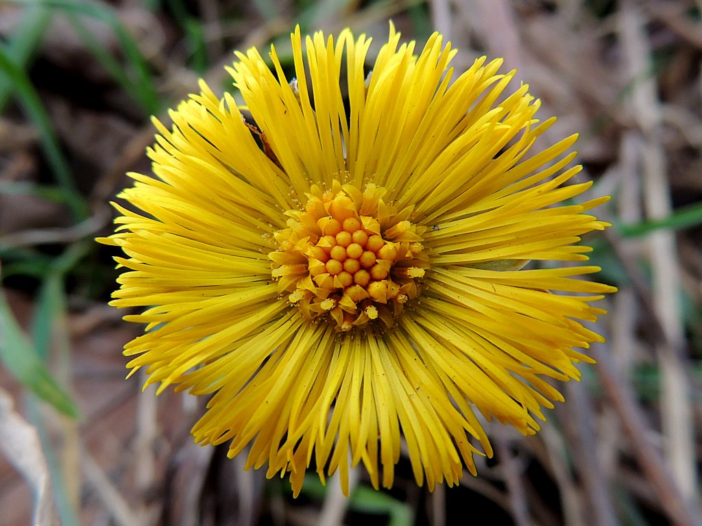 Huflattich (Tussilago farfara) gehrt zu den ersten Frhjahrsblumen, dessen Blten vor der Entwicklung der Laubbltter erscheinen; 130307