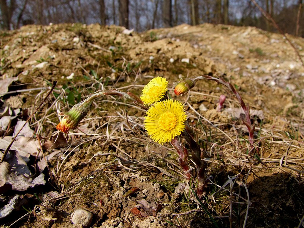 Huflattich(Tussilago farfara),bringt ein bichen Farbe in die noch ziemlich karge Frhlingslandschaft;120324