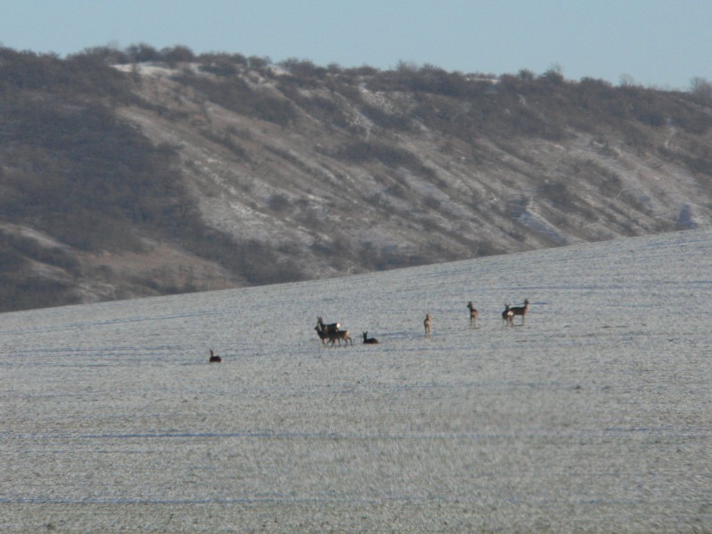 Hungrige Zaungste auf einem Feld bei Karsdorf im Unstruttal - Foto vom 03.01.2009