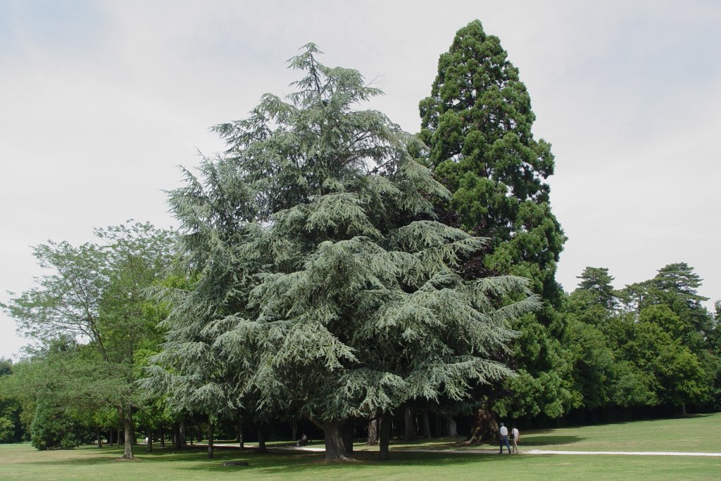 Ich nehme an, da es sich hier um eine Zeder handelt, die im Park von Schlo Cheverny steht. (21.07.2009)