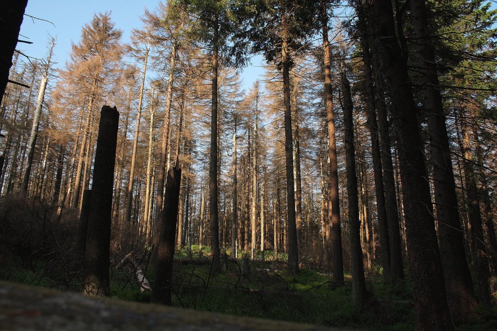 Im Brockenurwald am Urwaldsteig bei Schierke; eine ganze Generation jahrhundertealter Bume stirbt und schafft Platz fr Jungwald; Aufnahme vom Morgen des 12.07.2013...