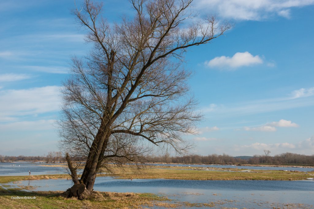 Im Feb. 2013 an der Oder bei Hohenwutzen.