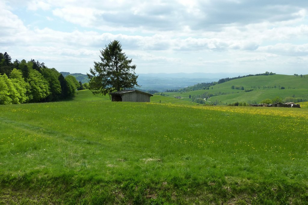 im sdlichen Schwarzwald bei Gersbach, im Hintergrund die Schweizer Jura, Mai 2012