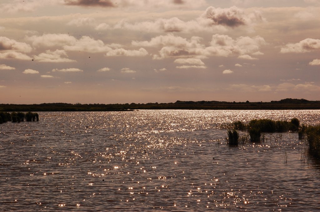 Im Vogelschutzgebiet in der Nhe von Skjernin Mitteldnemark am Ringkbing Fjord, ebenfals eine Gegenlichtaufnahme am spteren Nachmittag des 15.6.2011 aufgenommen.