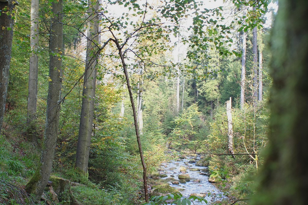 Im wilden Bodetal bei Braunlage; Blick am Morgen des 29.09.2012 vom Wanderweg entlang der Groen Bode auf das Flchen und den Urwald, der sich in den letzten 18 Jahren dort gebildet hat.