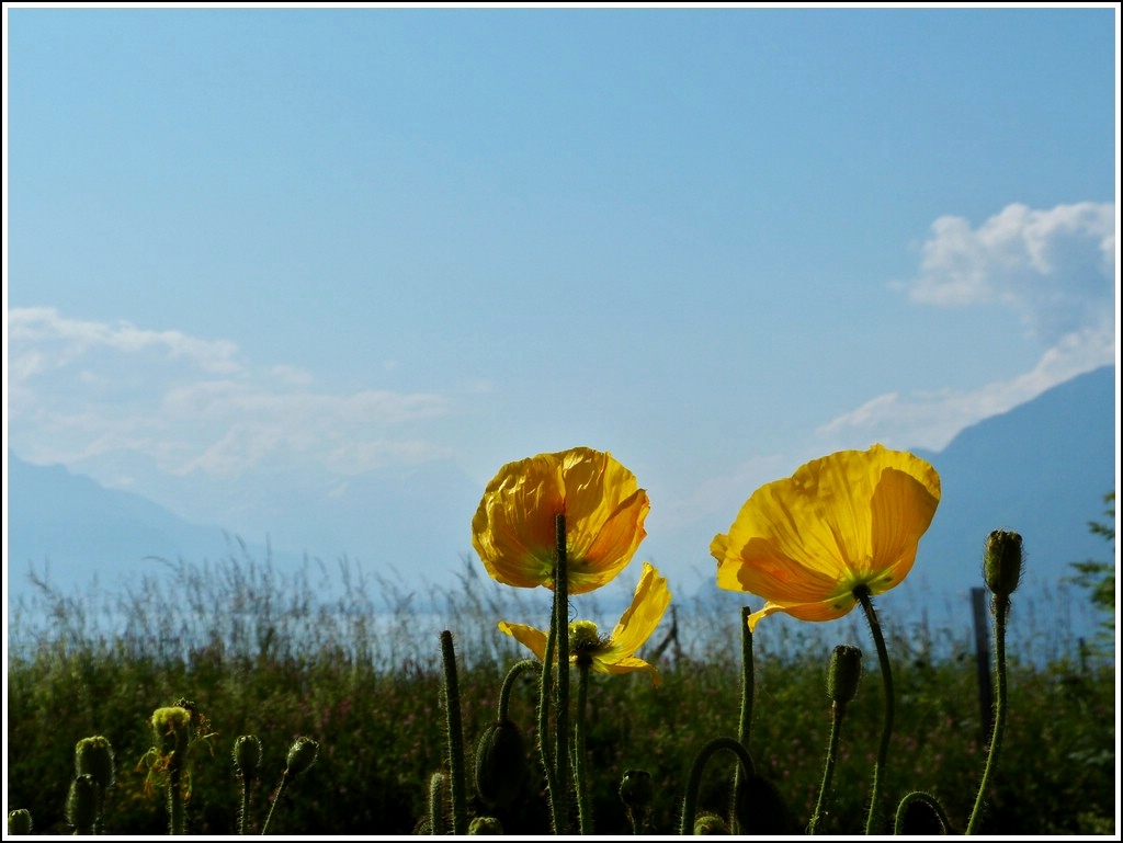 Impression des Lac Lman. Chexbres, 28.05.2012 (Jeanny)