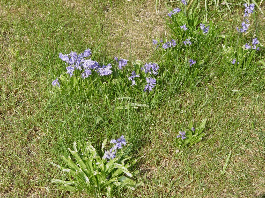 In Anbetracht der derzeitigen Klte mit Eis und Schnee sollten diese Frhlingsboten eine Hoffnung wecken, da es bald wieder wrmer, grn und bunt wird (29.04.2007)