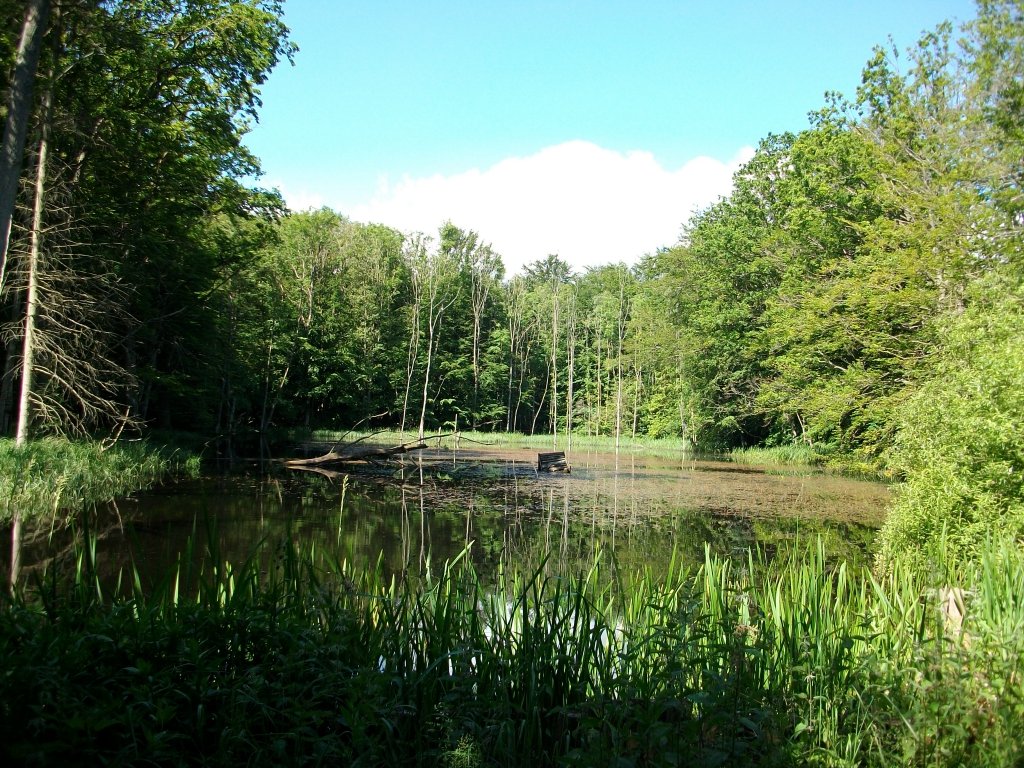 In keiner Karte ist dieser kleine Waldsee zwischen Ralswiek und Lietzow eingezeichnet.Meinen Hund hats gefreut der konnte einen khlen Schluck nehmen !