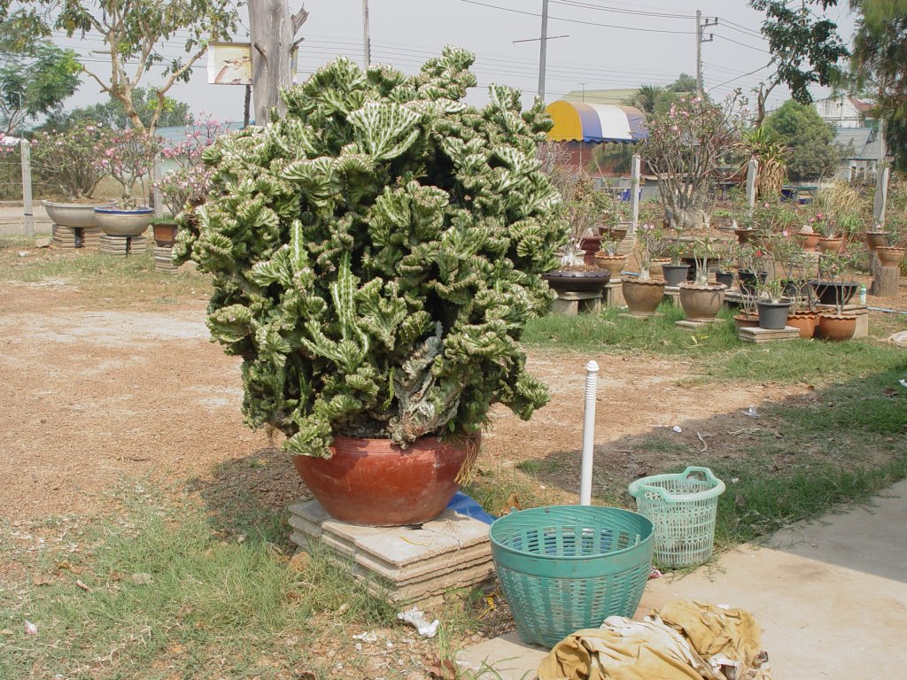 In Nong Khai in Nordthailand stand vor einem Haus dieser gewaltige Kaktus (14.03.2010)