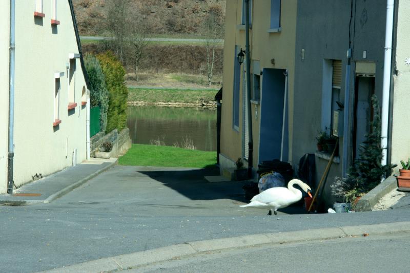 In der Ortschaft Anchamps kam ein Schwan aus der Meuse die Strae hochgewatschelt und klopfte an einer Haustr, bis sie geffnet wurde...